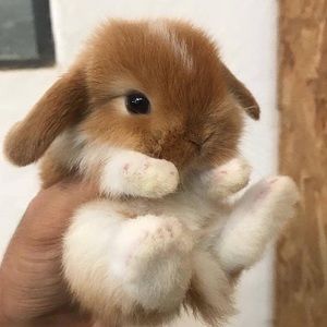 Meet your Posher, Marcela